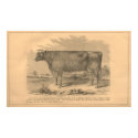 Lady Susan, First Prize Cow at Utica, 1863 posters