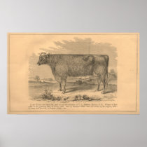 Lady Susan, First Prize Cow at Utica, 1863 Posters