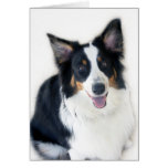 Lady the Australian Shepherd Greeting Card