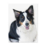 Lady the Australian Shepherd Post Card