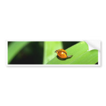 ladybird bumper stickers by naturelife ladybird bumper stickers