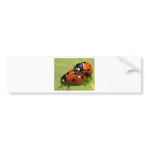 Ladybird Bumper Sticker
