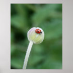 Ladybird Canvas Print