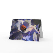 Ladybird cards