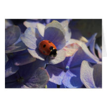 Ladybird Cards