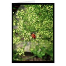 Ladybird [Greeting Card]