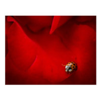 Ladybird in Red Rose Post Cards