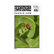 Ladybird Postage