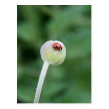 Ladybird Postcard
