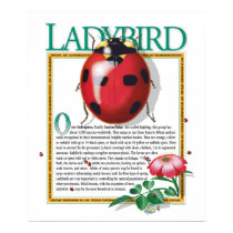 Ladybird Poster posters