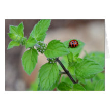 LadyBug-0079 Cards