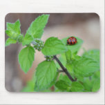 LadyBug-0079 mousepads