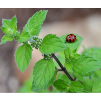 LadyBug-0079 zazzle_mousepad