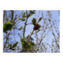 lady, bug, ladybug, ladybugs, bugs, beatle,