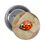 Ladybug 226 ~ button