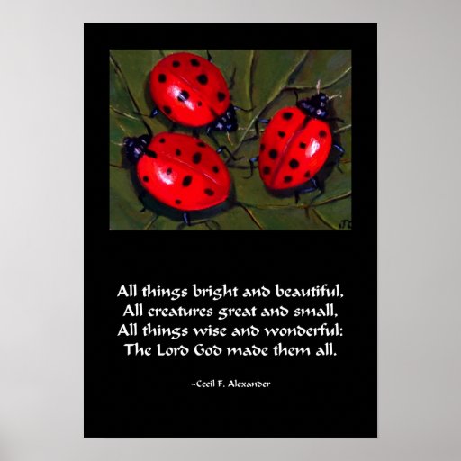 Ladybug things