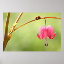 Ladybug and Bleeding Heart Flower posters