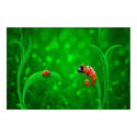 Ladybug and Chameleon posters by vladstudio Ladybug and Chameleon posters