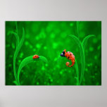 Ladybug and Chameleon posters
