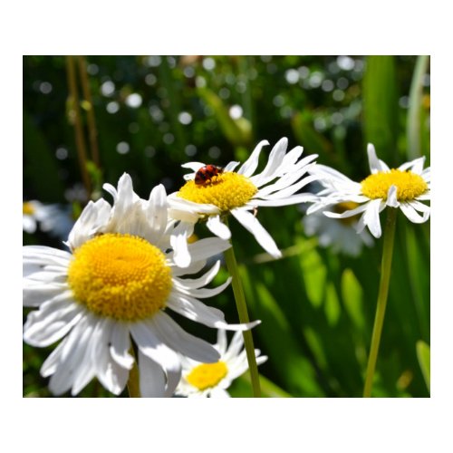 Ladybug and Daisies print