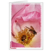 Ladybug and Fly on a Knock Out Rose Greeting Cards