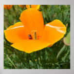 Ladybug and Poppy II Posters