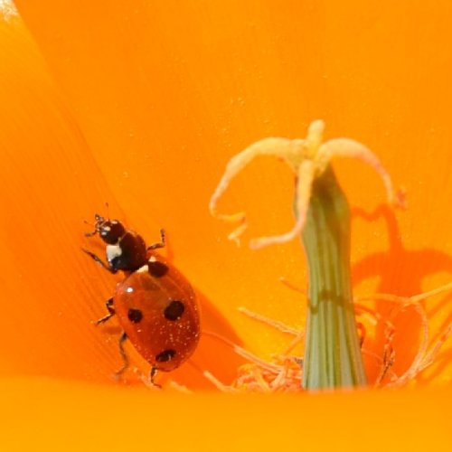 Ladybug and Poppy magnet