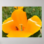 Ladybug and Poppy Poster