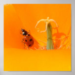 Ladybug and Poppy Poster