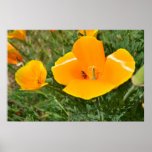 Ladybug and Poppy Posters