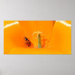 Ladybug and Poppy Print