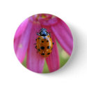 Ladybug Button