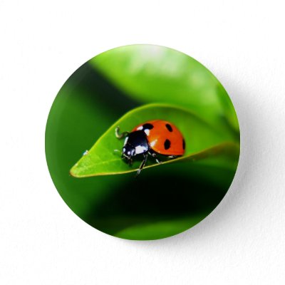 Ladybug Pinback Buttons