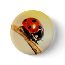 Ladybug buttons