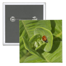 Ladybug Button
