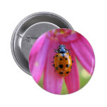 Ladybug Button