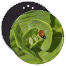 Ladybug Button