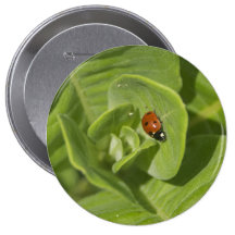 Ladybug Button