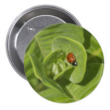 Ladybug Button