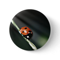 Ladybug Button pin buttons