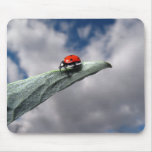 Ladybug Calm Before The Storm Mousepad