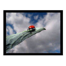 Ladybug Calm Before the Storm Postcard