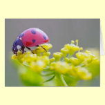 ladybug cards