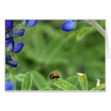 Ladybug cards