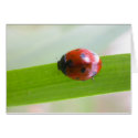 Ladybug Card