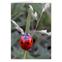 Ladybug card