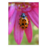 Ladybug Card