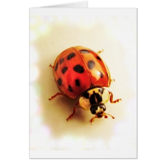 Ladybug Card