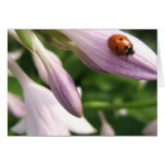 Ladybug Card