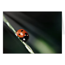 Ladybug cards cards
